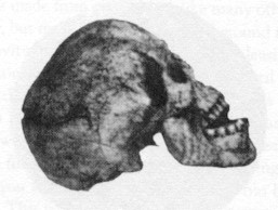 skull1.jpg (14467 bytes)